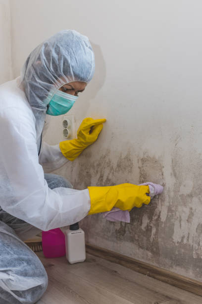 Ballplay, AL Mold Removal Company