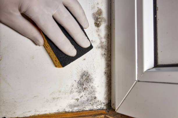 Best Basement Mold Removal  in Blplay, AL